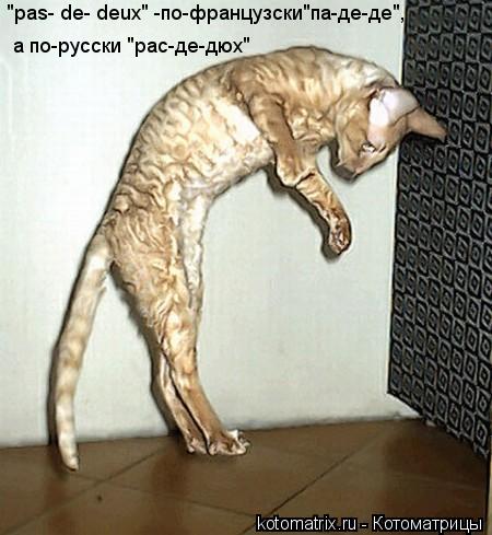 "pas- dе- deux" -по-французски"па-де-де", а по-русски "рас-де-дюх"... Котоматрица: "pas- dе- deux" -по-французски"па-де-де", а по-русски "рас-де-дюх"