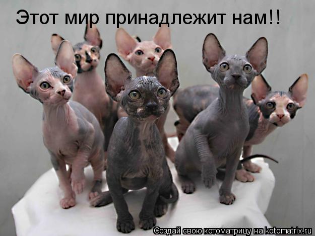 Этот мир принадлежит нам!!... Котоматрица: Этот мир принадлежит нам!!
