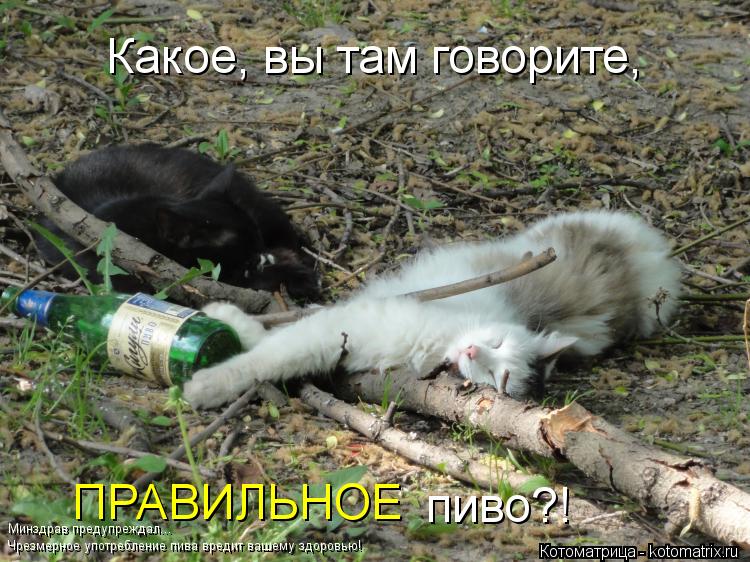 Какое, вы там говорите, ПРАВИЛЬНОЕ пиво?! Чрезмерное употребление пива вредит вашему здоровью! Минздр... Котоматрица: Какое, вы там говорите, ПРАВИЛЬНОЕ пиво?! Чрезмерное употребление пива вредит вашему здоровью! Минздрав предупреждал...