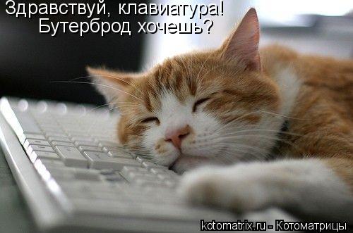 Здравствуй, клавиатура! Бутерброд хочешь?... Котоматрица: Здравствуй, клавиатура! Бутерброд хочешь?
