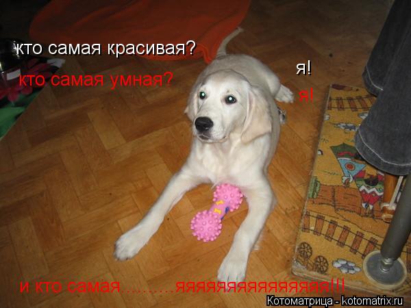 кто самая красивая? я! кто самая умная? я! и кто самая..........яяяяяяяяяяяяяяя!!!... Котоматрица: кто самая красивая? я! кто самая умная? я! и кто самая..........яяяяяяяяяяяяяяя!!!