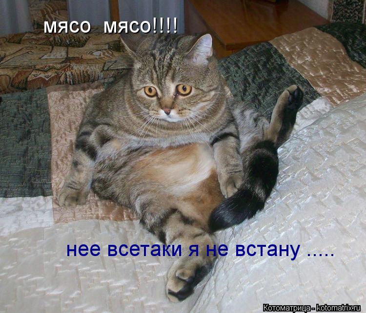мясо мясо!!!! нее всетаки я не встану ........ Котоматрица: мясо мясо!!!! нее всетаки я не встану .....
