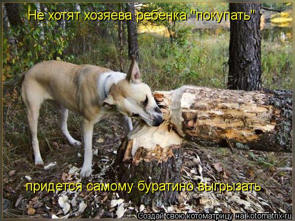 Не хотят хозяева ребенка "покупать" придется самому буратино выгрызать... Котоматрица: Не хотят хозяева ребенка "покупать" придется самому буратино выгрызать