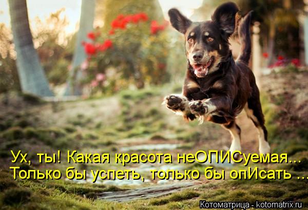 Ух, ты! Какая красота неОПИСуемая... Только бы успеть, только бы опИсать ...... Котоматрица: Ух, ты! Какая красота неОПИСуемая... Только бы успеть, только бы опИсать ...