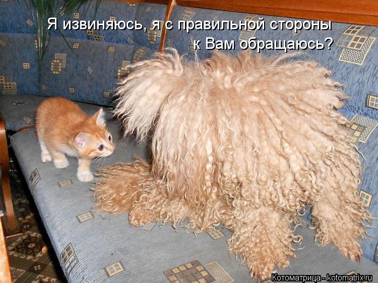 Я извиняюсь, я с правильной стороны к Вам обращаюсь?... Котоматрица: Я извиняюсь, я с правильной стороны к Вам обращаюсь?