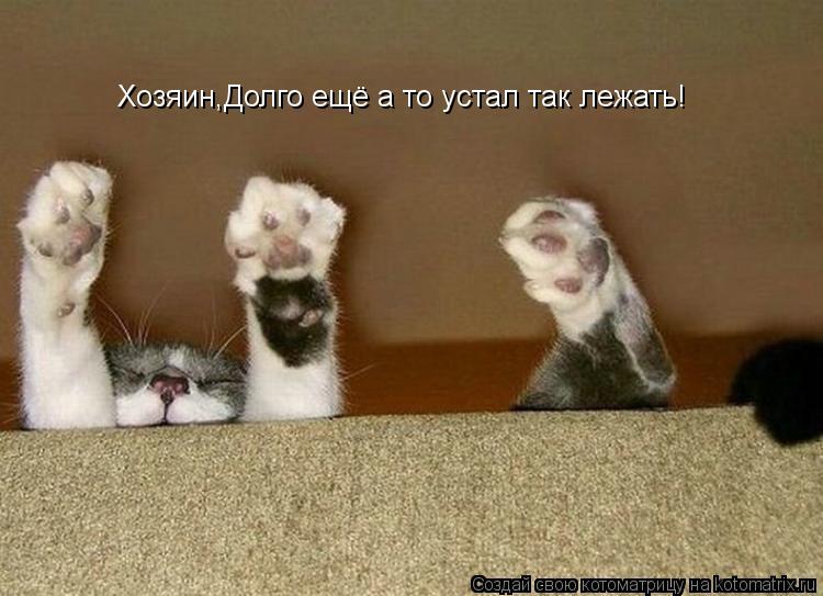 Хозяин,Долго ещё а то устал так лежать!... Котоматрица: Хозяин,Долго ещё а то устал так лежать!