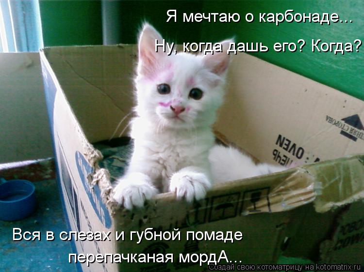 Я мечтаю о карбонаде... Ну, когда дашь его? Когда? Вся в слезах и губной помаде перепачканая мордА...... Котоматрица: Я мечтаю о карбонаде... Ну, когда дашь его? Когда? Вся в слезах и губной помаде перепачканая мордА...
