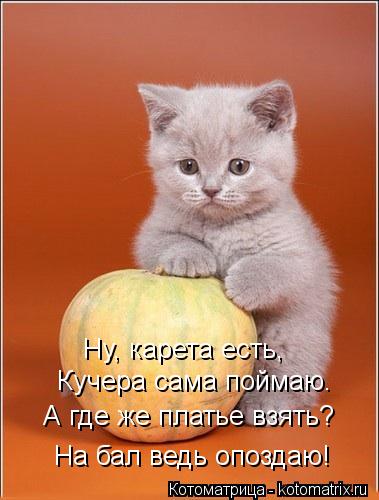 Ну, карета есть, Кучера сама поймаю. А где же платье взять? На бал ведь опоздаю!... Котоматрица: Ну, карета есть, Кучера сама поймаю. А где же платье взять? На бал ведь опоздаю!