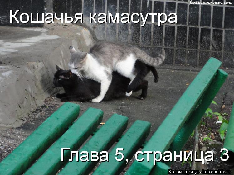 Кошачья камасутра Глава 5, страница 3... Котоматрица: Кошачья камасутра Глава 5, страница 3