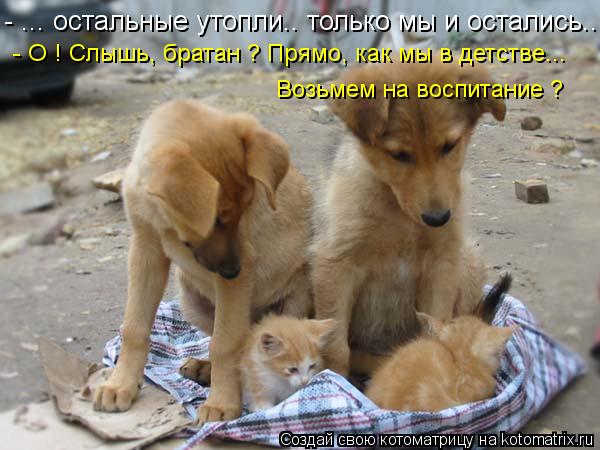 - ... остальные утопли.. только мы и остались... - О ! Слышь, братан ? Прямо, как мы в детстве... Воз... Котоматрица: - ... остальные утопли.. только мы и остались... - О ! Слышь, братан ? Прямо, как мы в детстве... Возьмем на воспитание ?