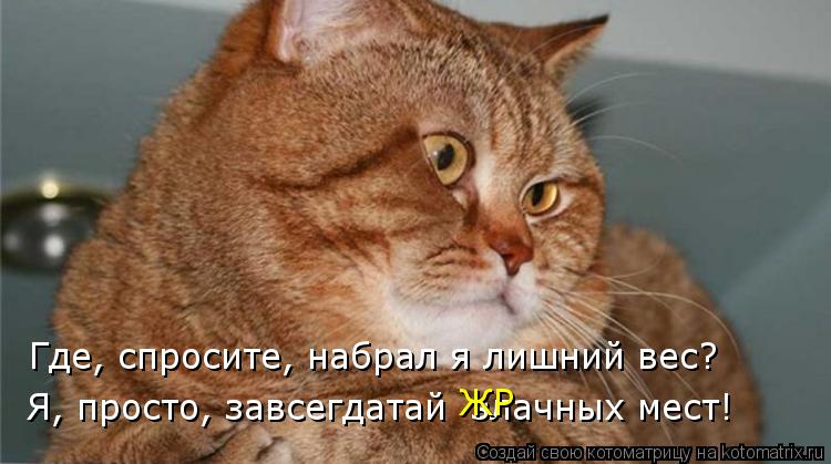 Котоматрица: Где, спросите, набрал я лишний вес? Я, просто, завсегдатай  злачных мест! ЖР
