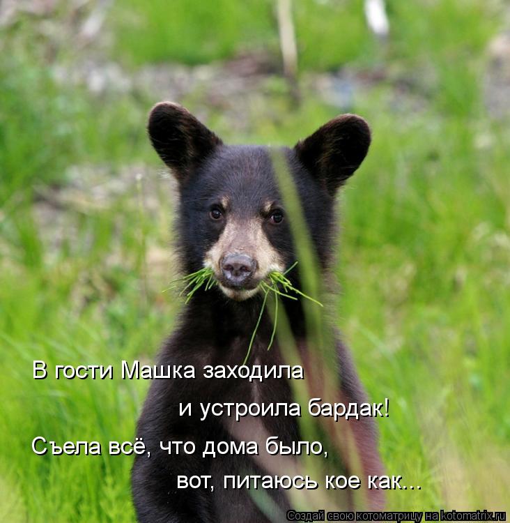 В гости Машка заходила и устроила бардак! Съела всё, что дома было, вот, питаюсь кое как...... Котоматрица: В гости Машка заходила и устроила бардак! Съела всё, что дома было, вот, питаюсь кое как...