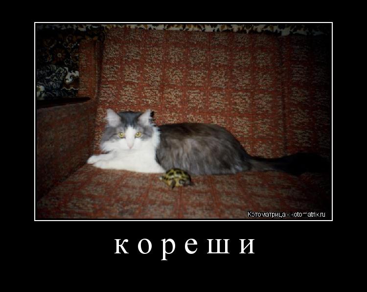 кореши ... Котоматрица: кореши