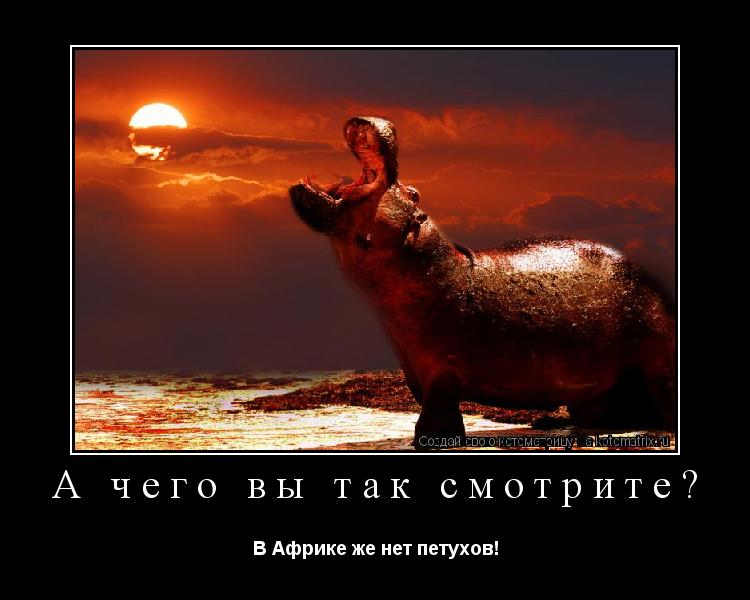 А чего вы так смотрите? В Африке же нет петухов!... Котоматрица: А чего вы так смотрите? В Африке же нет петухов!