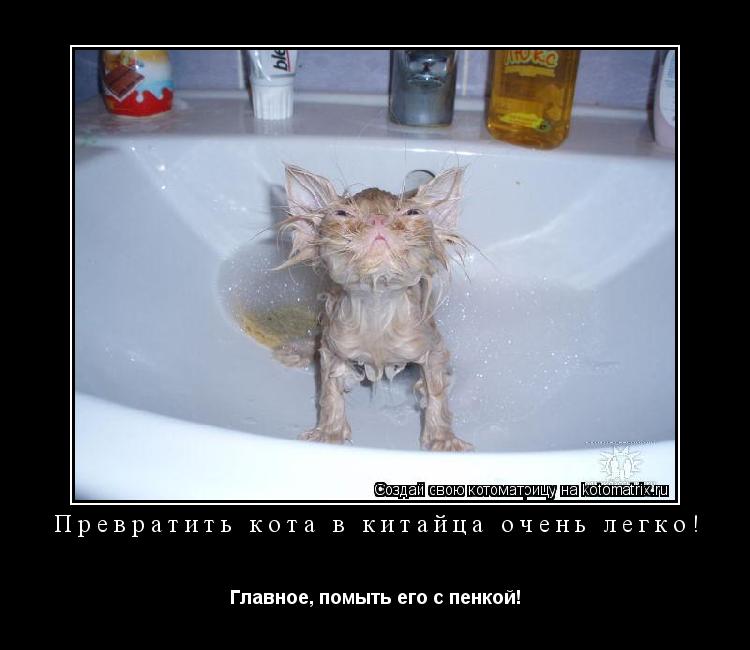 Превратить кота в китайца очень легко! Главное, помыть его с пенкой!... Котоматрица: Превратить кота в китайца очень легко! Главное, помыть его с пенкой!