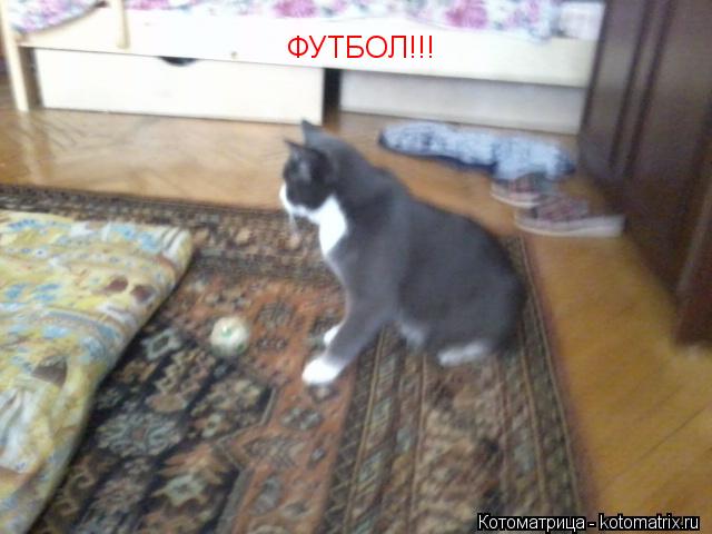ФУТБОЛ!!!... Котоматрица: ФУТБОЛ!!!