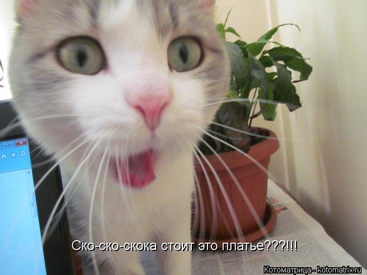 Ско-ско-скока стоит это платье???!!!... Котоматрица: Ско-ско-скока стоит это платье???!!!