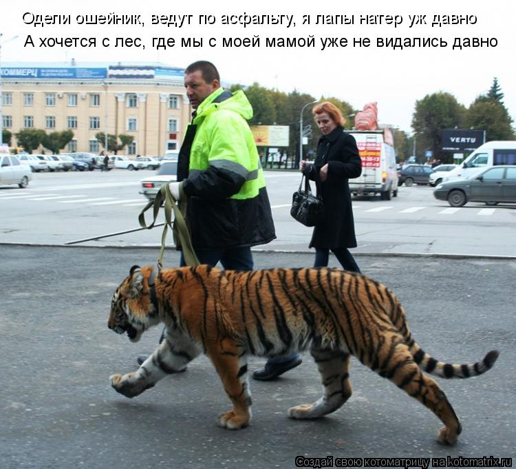 Одели ошейник, ведут по асфальту, я лапы натер уж давно А хочется с лес, где мы с моей мамой уже не в... Котоматрица: Одели ошейник, ведут по асфальту, я лапы натер уж давно А хочется с лес, где мы с моей мамой уже не видались давно