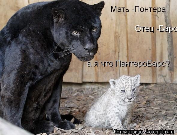 Мать -Понтера Отец -Барс а я что ПантероБарс?... Котоматрица: Мать -Понтера Отец -Барс а я что ПантероБарс?