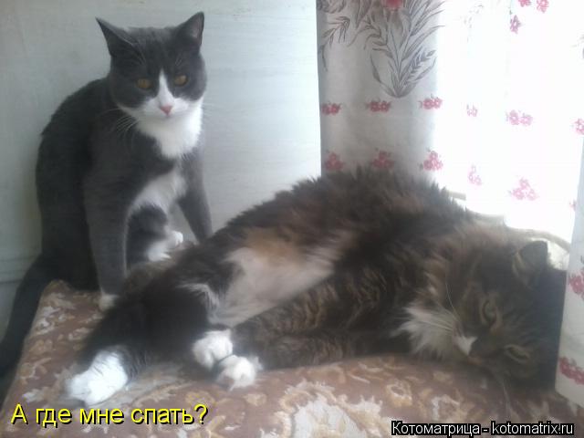 А где мне спать?... Котоматрица: А где мне спать?