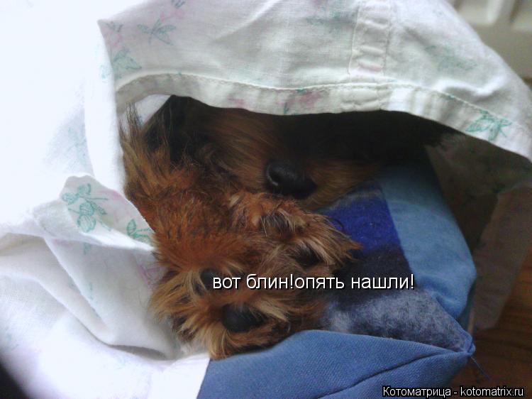 вот блин!опять нашли!... Котоматрица: вот блин!опять нашли!