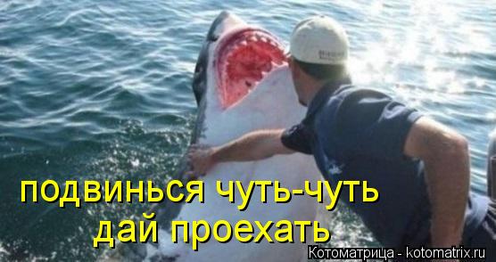 подвинься чуть-чуть дай проехать... Котоматрица: подвинься чуть-чуть дай проехать