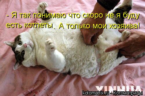 - Я так понимаю что скоро не я буду есть котлеты . А только мои хозяива!... Котоматрица: - Я так понимаю что скоро не я буду есть котлеты . А только мои хозяива!