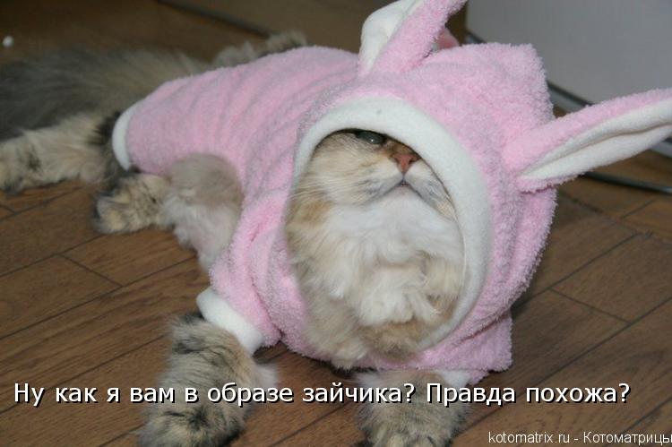 Ну как я вам в образе зайчика? Правда похожа?... Котоматрица: Ну как я вам в образе зайчика? Правда похожа?