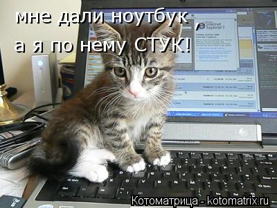 мне дали ноутбук , а я по нему СТУК!... Котоматрица: мне дали ноутбук , а я по нему СТУК!
