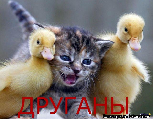 ДРУГАНЫ... Котоматрица: ДРУГАНЫ