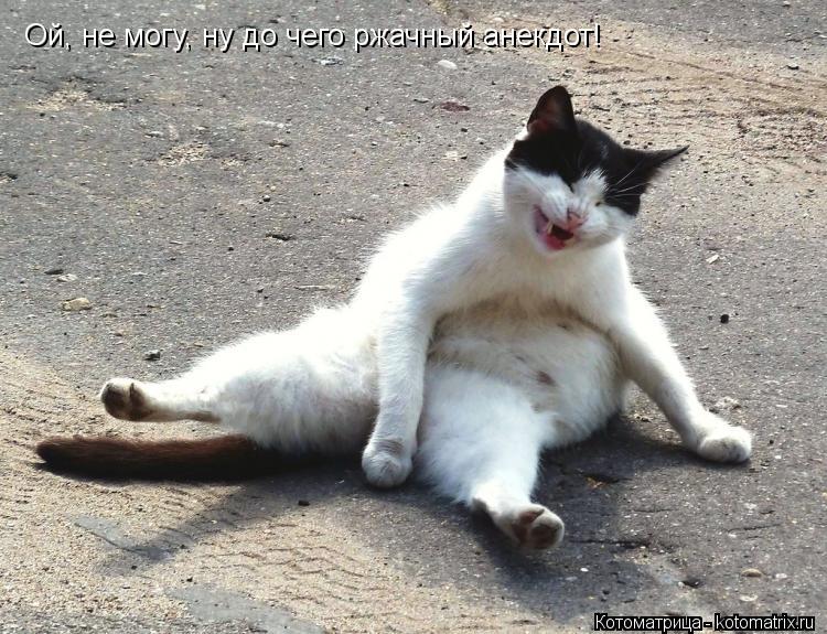 Ой, не могу, ну до чего ржачный анекдот!... Котоматрица: Ой, не могу, ну до чего ржачный анекдот!
