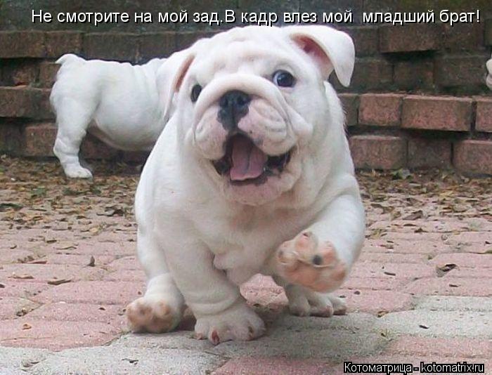 Не смотрите на мой зад.В кадр влез мой младший брат!... Котоматрица: Не смотрите на мой зад.В кадр влез мой младший брат!