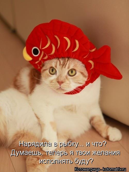 Нарядила в рыбку... и что? Думаешь, теперь я твои желания исполнять буду?... Котоматрица: Нарядила в рыбку... и что? Думаешь, теперь я твои желания исполнять буду?