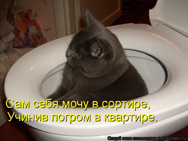 Сам себя мочу в сортире, Учинив погром в квартире.... Котоматрица: Сам себя мочу в сортире, Учинив погром в квартире.