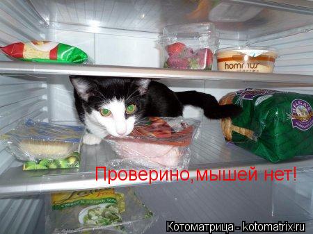Проверино,мышей нет!... Котоматрица: Проверино,мышей нет!