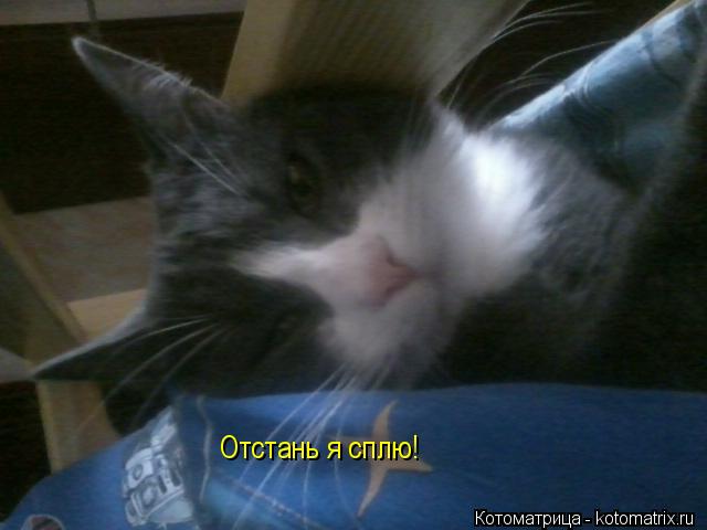 Отстань я сплю!... Котоматрица: Отстань я сплю!