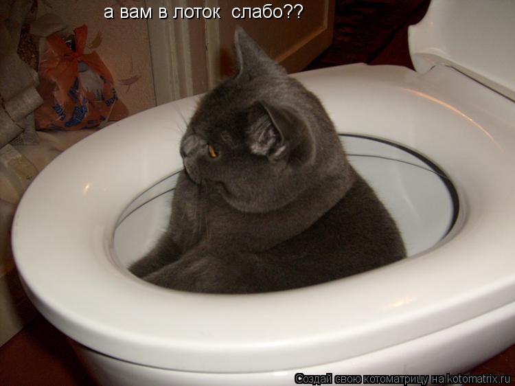 а вам в лоток слабо??... Котоматрица: а вам в лоток слабо??