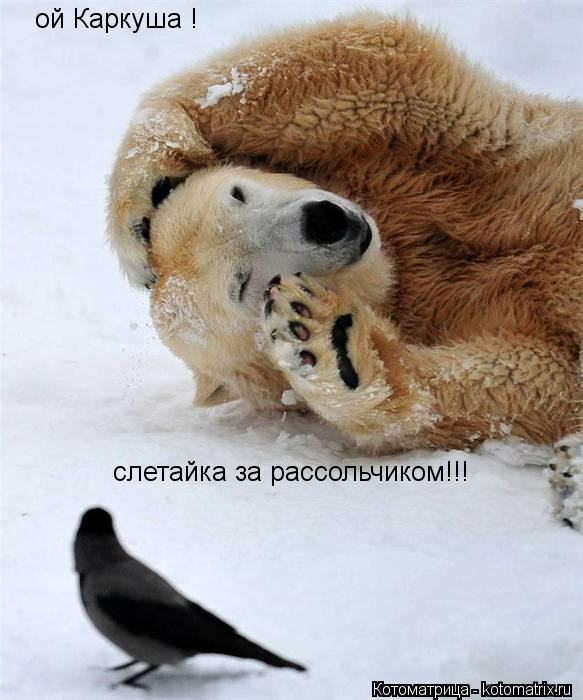 ой Каркуша ! слетайка за рассольчиком!!!... Котоматрица: ой Каркуша ! слетайка за рассольчиком!!!