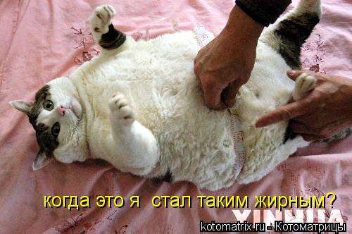 когда это я стал таким жирным?... Котоматрица: когда это я стал таким жирным?
