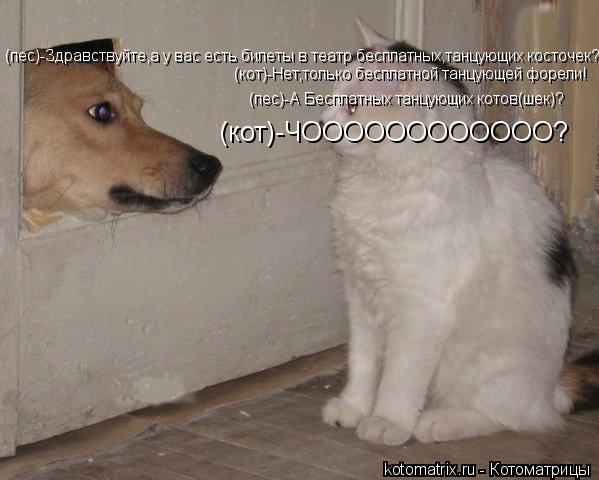 (пес)-Здравствуйте,а у вас есть билеты в театр бесплатных,танцующих косточек? (кот)-Нет,только беспла... Котоматрица: (пес)-Здравствуйте,а у вас есть билеты в театр бесплатных,танцующих косточек? (кот)-Нет,только бесплатной танцующей форели! (пес)-А Бесплатны
