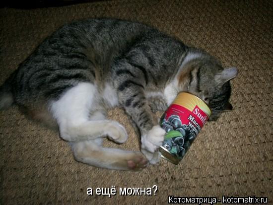 а ещё можна?... Котоматрица: а ещё можна?