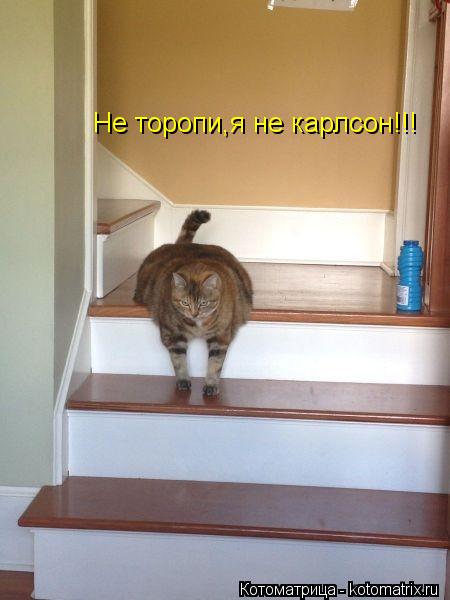 Не торопи,я не карлсон!!!... Котоматрица: Не торопи,я не карлсон!!!