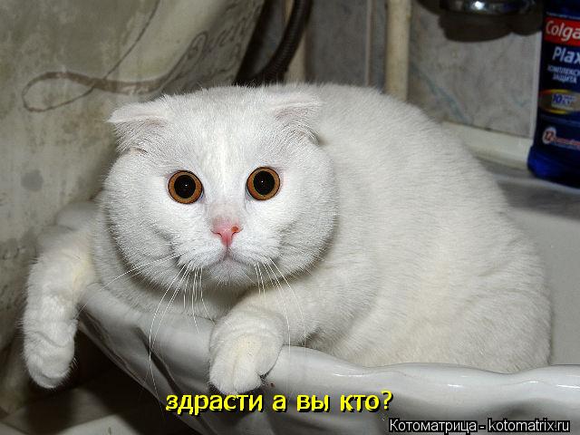 здрасти а вы кто здрасти а вы кто здрасти а вы кто?... Котоматрица: здрасти а вы кто здрасти а вы кто здрасти а вы кто?