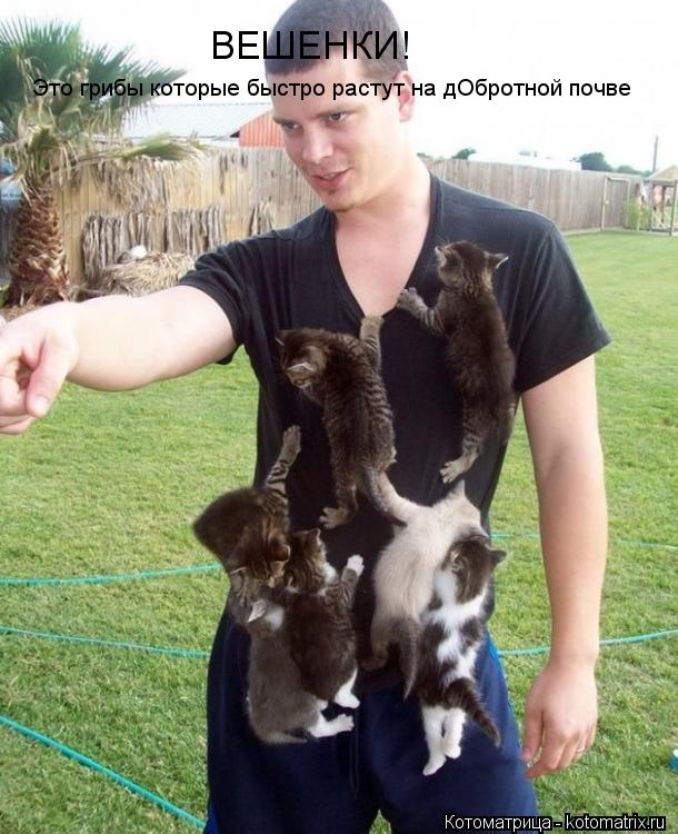 ВЕШЕНКИ! Это грибы которые быстро растут на дОбротной почве... Котоматрица: ВЕШЕНКИ! Это грибы которые быстро растут на дОбротной почве