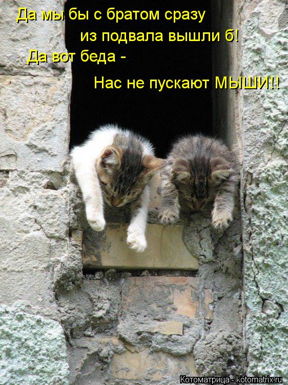 Да мы бы с братом сразу из подвала вышли б! Да вот беда - Нас не пускают МЫШИ!!... Котоматрица: Да мы бы с братом сразу из подвала вышли б! Да вот беда - Нас не пускают МЫШИ!!