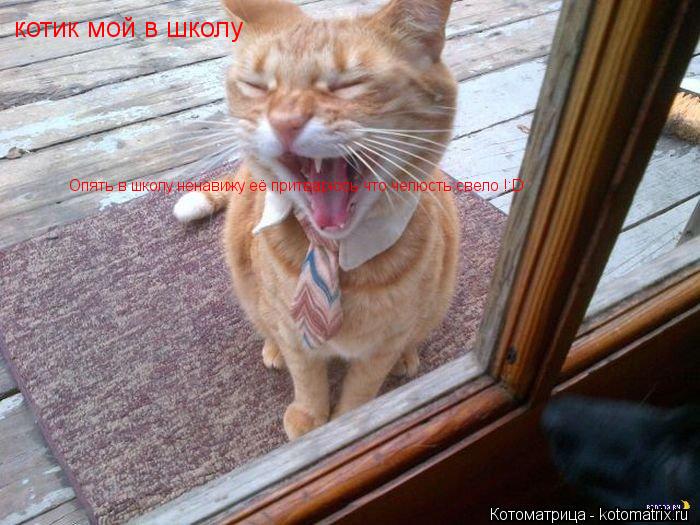 Опять в школу ненавижу её притварюсь что челюсть свело !:D котик мой в школу... Котоматрица: Опять в школу ненавижу её притварюсь что челюсть свело !:D котик мой в школу