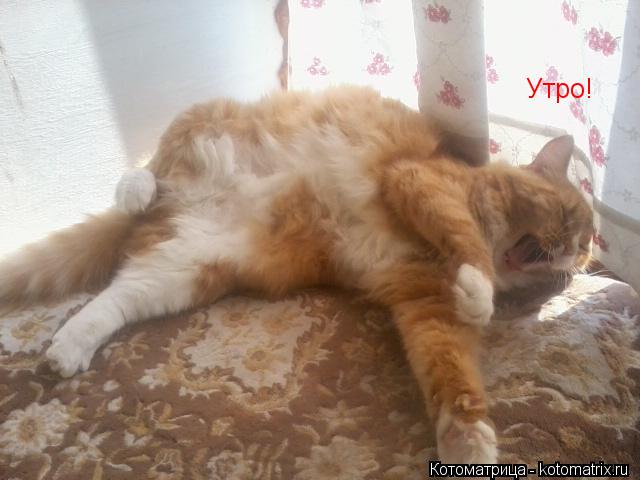 Утро!... Котоматрица: Утро!