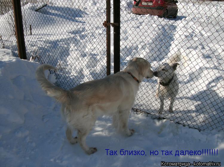 Так близко, но так далеко!!!!!!!... Котоматрица: Так близко, но так далеко!!!!!!!