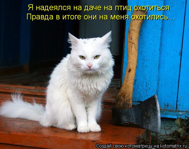 Я надеялся на даче на птиц охотиться Правда в итоге они на меня охотились...... Котоматрица: Я надеялся на даче на птиц охотиться Правда в итоге они на меня охотились...