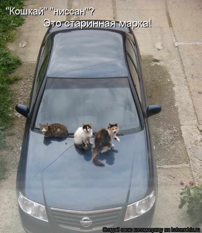 "Кошкай" "ниссан"? Это старинная марка!... Котоматрица: "Кошкай" "ниссан"? Это старинная марка!